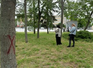 На Флотском бульваре в Николаеве готовятся убрать аварийные и сухостойные деревья: на месте работали экологи, — ФОТО
