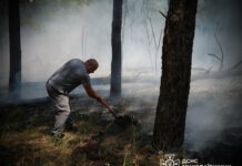Спасли лесной массив: в Николаеве ликвидировали масштабный пожар в Балабановском урочище, — ФОТО