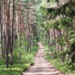 Суд обязал горсовет Николаева сохранить 117,3 гектаров самосеятельного леса