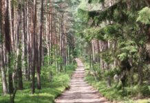 Суд обязал горсовет Николаева сохранить 117,3 гектаров самосеятельного леса