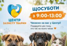 Не в сквере, а в приюте: в Николаеве временно отменили выставки животных