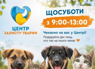 Не в сквере, а в приюте: в Николаеве временно отменили выставки животных