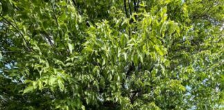 Дупло не приговор: экологи призвали не спешить с вырубкой дерева у Аркасовского кольца в Николаеве