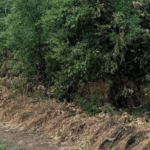 Более 300 тысяч гривен убытков: в Николаевской области обнаружили незаконную вырубку вековых дубов, — ФОТО
