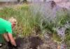 Урок ответственности и уважения к городскому благоустройству: в Николаеве ребенок компенсировал сорванные в сквере цветы собственными сбережениями