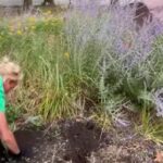 Урок ответственности и уважения к городскому благоустройству: в Николаеве ребенок компенсировал сорванные в сквере цветы собственными сбережениями