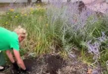 Урок ответственности и уважения к городскому благоустройству: в Николаеве ребенок компенсировал сорванные в сквере цветы собственными сбережениями