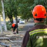 На проспекте в Николаеве начнут снос аварийных деревьев