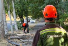 На проспекте в Николаеве начнут снос аварийных деревьев