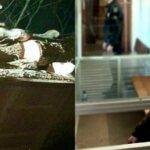 93 дерева и миллионный ущерб: в Николаевской области разоблачили группу «черных лесорубов», — ФОТО