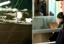 93 дерева и миллионный ущерб: в Николаевской области разоблачили группу «черных лесорубов», — ФОТО