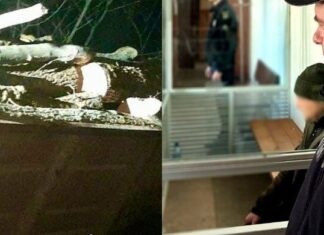93 дерева и миллионный ущерб: в Николаевской области разоблачили группу «черных лесорубов», — ФОТО