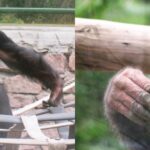 Мир отмечает День шимпанзе: чем удивляют самые умные жители Николаевского зоопарка, — ФОТО