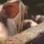Африканская чума свиней в Николаевской области: в общине установили карантинную зону