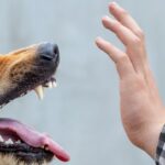 Натравила собаку во время конфликта: в Николаеве будут судить владелицу животного