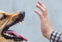 Натравила собаку во время конфликта: в Николаеве будут судить владелицу животного