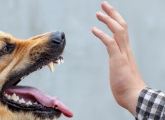 Натравила собаку во время конфликта: в Николаеве будут судить владелицу животного