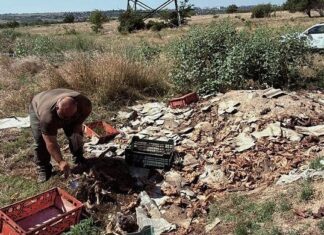 Сброс отходов после убоя скота в Николаевской области подтвердился: начата проверка, — ФОТО