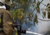 Огонь охватил леса и поля: в Николаевской области за сутки выгорело более 18 гектаров, — ФОТО