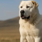 В Николаевской области овчарка напала на восьмилетнего мальчика: ребенок в тяжелом состоянии