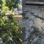 В Николаеве на территории больницы незаконно спилили дерево, — ФОТО