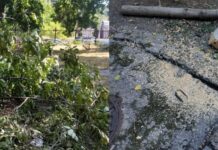 В Николаеве на территории больницы незаконно спилили дерево, — ФОТО