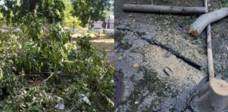 В Николаеве на территории больницы незаконно спилили дерево, — ФОТО