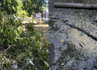 В Николаеве на территории больницы незаконно спилили дерево, — ФОТО