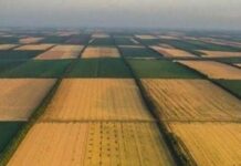 Земельные паи в Украине подорожали: где за гектар можно получить до 180 тысяч