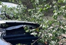 Chevrolet врезался в дерево Николаевской области: водитель и пассажир в больнице, — ФОТО