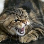 Борьба с бешенством в Николаевской области: в лесных угодьях разлагают съедобные вакцины для диких животных