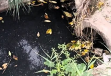 Загрязнение Бужского лимана в Николаеве: из-за аварийной утечки стоков оштрафовано ответственное лицо «Николаевводоканала»