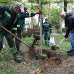 «Подари дерево городу»: на Флотском бульваре в Николаеве высадили 30 новых кленов и ив, — ФОТО