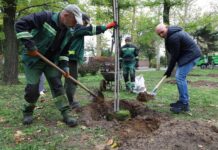 «Подари дерево городу»: на Флотском бульваре в Николаеве высадили 30 новых кленов и ив, — ФОТО