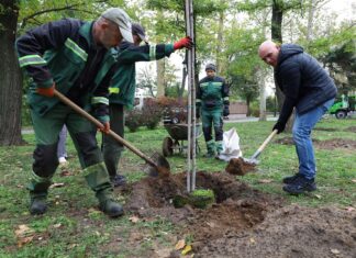 «Подари дерево городу»: на Флотском бульваре в Николаеве высадили 30 новых кленов и ив, — ФОТО