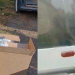 Более 26 тысяч пачек сигарет и 700 литров алкоголя: в Николаевской области разоблачили перевозку контрафакта, — ФОТО