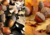 Осенний сбор для животных: Николаевский зоопарк нуждается в желудях